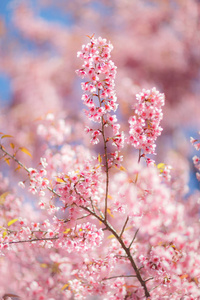 赏花节樱花花的特写