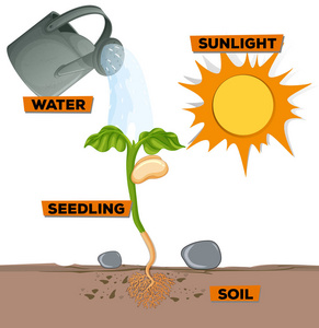 图中显示水和阳光的植物