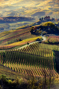 秋天在意大利北部地区被称为 langhe 多彩酒