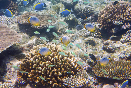 大包的热带珊瑚礁鱼类