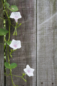 白玫瑰藤植物背景