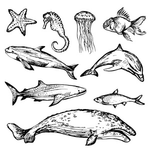 手绘不同类型的海洋动物图片
