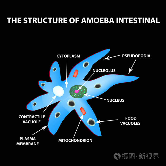 大变形虫结构图图片