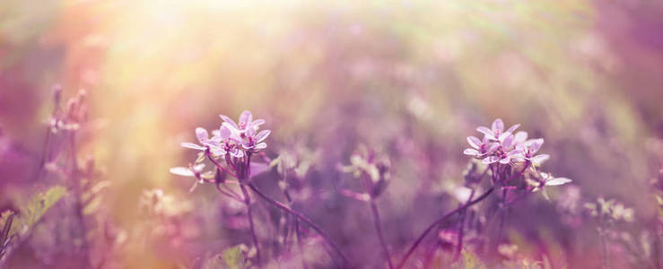 草甸紫色花的选择性聚焦春季的美丽自然