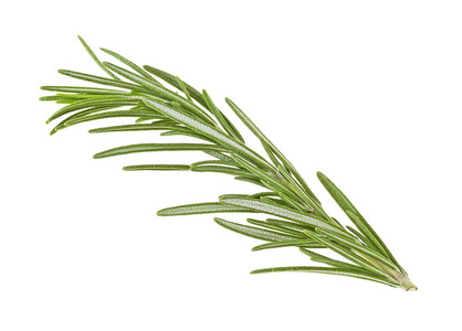 绿色迷迭香图片-绿色迷迭香素材-绿色迷迭香插画-摄图新视界