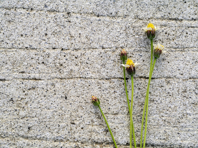 在水泥墙上的花朵草