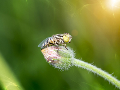 Eristalinus punctulatus 飞