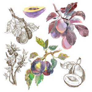 大集的水彩果梅花枝在白色背景下分离。手绘画。线形素描植物学插图