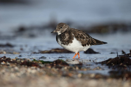 turnstone，蚤 interpres