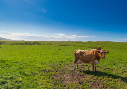 放牧牛在冰岛领域