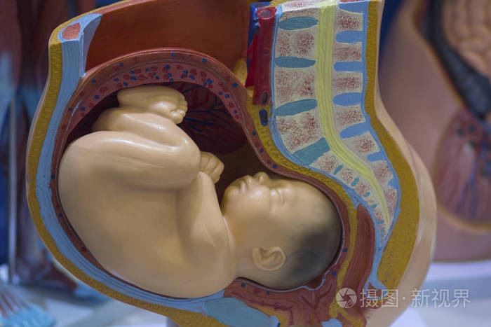 儿童在子宫中的视觉效果.中西医