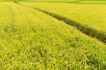 水稻领域草甸