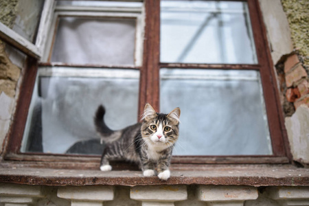 一只小猫坐在窗口，望着你的眼睛