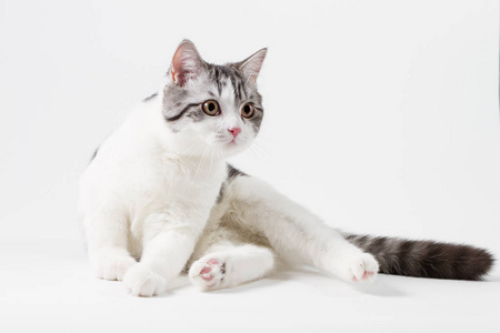可爱苏格兰直猫咪双色 斑点，坐在白色背景上