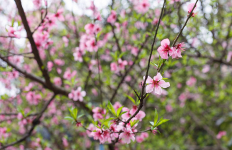 桃花树