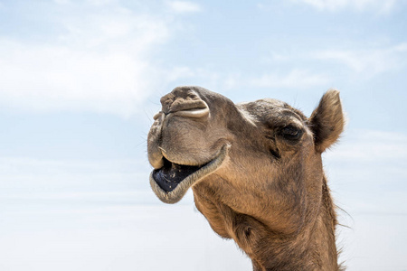 骆驼搞笑甜看里面相机阿曼塞拉莱阿拉伯语 5 微笑