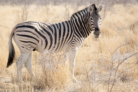 斑马, 野生动物在 Etosha 国家公园, 纳米比亚非洲皇后