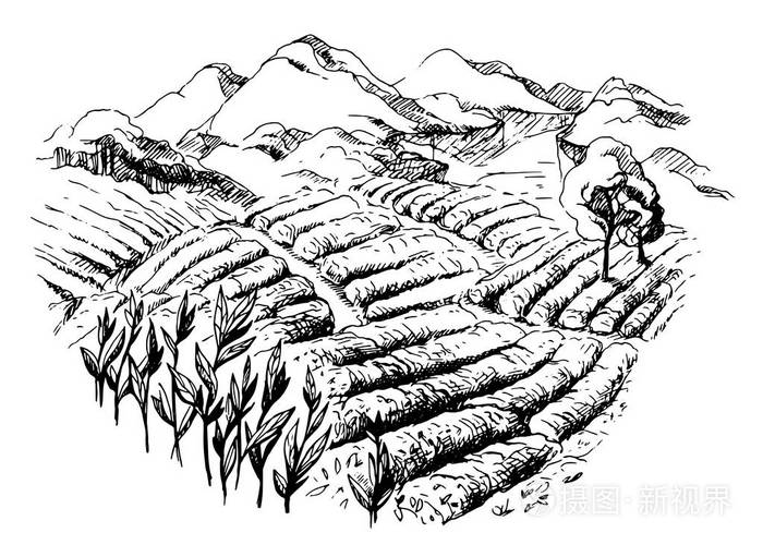 茶叶种植园景观插画-正版商用图片0g8z1j-摄图新视界