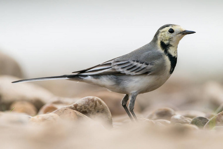 Motacilla 阿尔巴或白鹡鸰