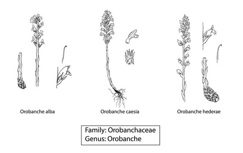 orobanches 工厂插画