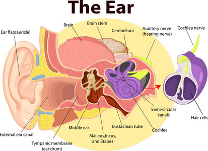 检查耳解剖学的矢量图解