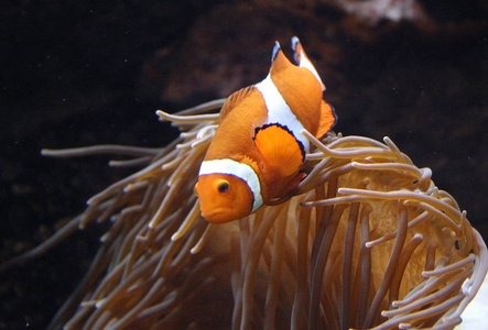 海洋水族馆园丁公子小丑