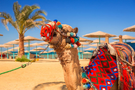 骆驼在阴影的赫尔格达，埃及在海滩上休息