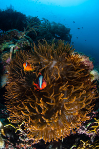 菲律宾群岛是珊瑚三角的一部分, 由于其惊人的海照片