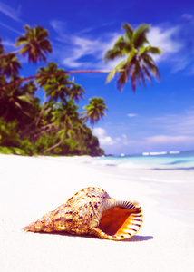 壳上热带海滩概念