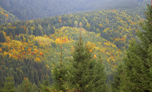 在森林里的秋色