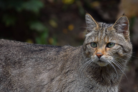 欧洲野猫肖像关闭