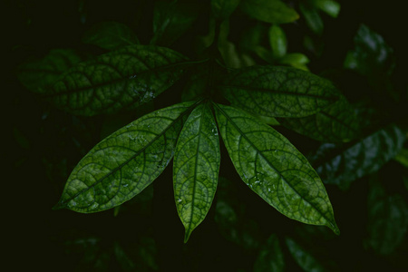 热带树叶在丛林中, 黑暗和喜怒无常的拍摄可以作为背景