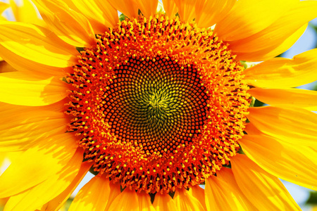 蜂花粉对向日葵的性质