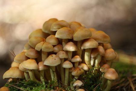 野生黄蘑菇