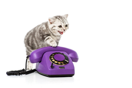 可爱的小猫紫色旋转电话隔离白色