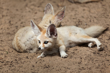 特写 Fennec 狐狸。野生动物动物