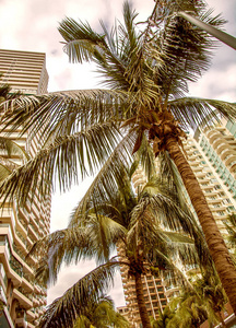 高大的摩天大楼, 人行道和美丽的棕榈树。棕榈树种植沿道路, 热带