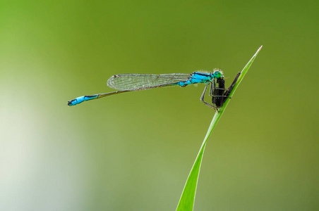 美丽可爱的蜻蜓痣线虫。蓝尾豆娘