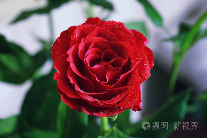 色调红玫瑰花蕾特写