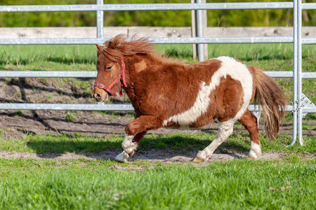 在绿色草地上奔跑的 Shetlandpony