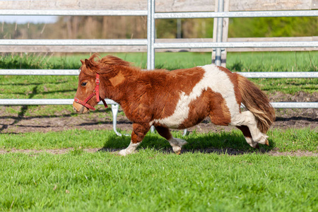 在绿色草地上奔跑的 Shetlandpony