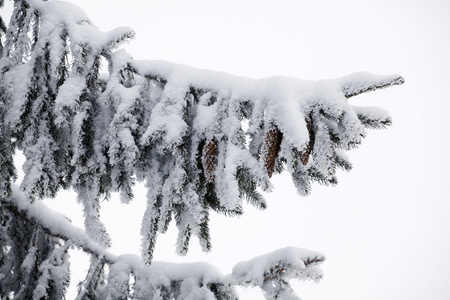 圣诞背景与雪杉木树