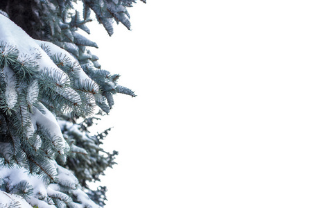 云杉分支覆盖着雪白色背景上图片