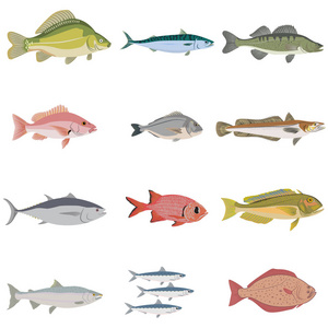 鱼的种类图片 鱼的种类素材 鱼的种类插画 摄图新视界