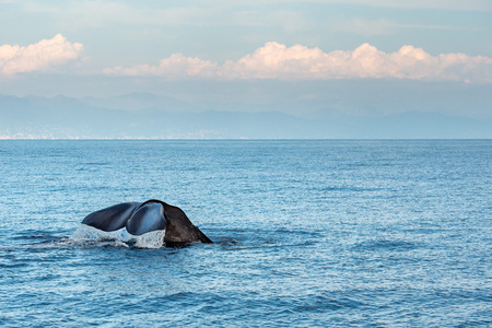 在地中海的抹香鲸