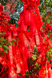 高大的树木完全用红丝带装饰。许多红丝带系在树上。亚洲