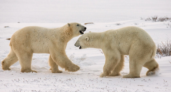两个北极熊