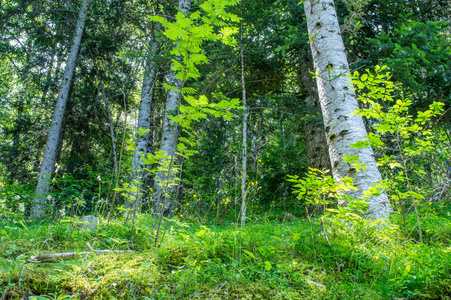 清晨的森林图片-清晨的森林素材-清晨的森林插画-摄图新视界