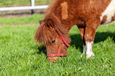 在绿色草地上放牧的 Shetlandpony