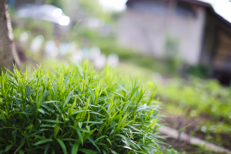 回 背景模糊的绿色植物